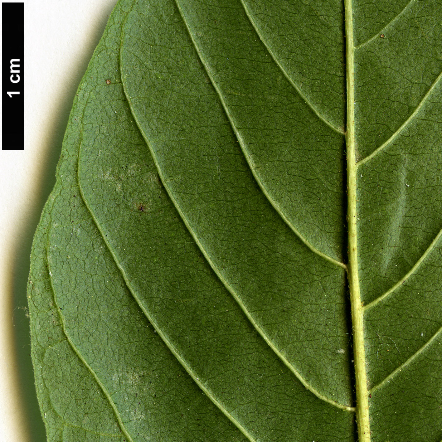 High resolution image: Family: Rhamnaceae - Genus: Frangula - Taxon: alnus